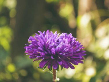Parlak renkli ayakkabılar bahçenin yeşilliğinde boğuluyor..