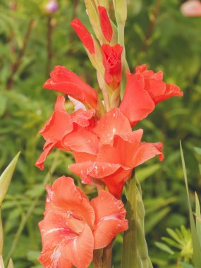 Çiftliğin parlak renklerinde kırmızı gladiolus.