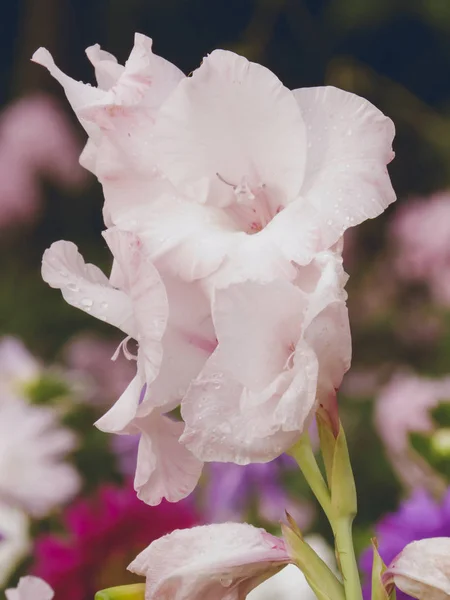 Gladiole rose aux couleurs vives de la ferme . — Photo