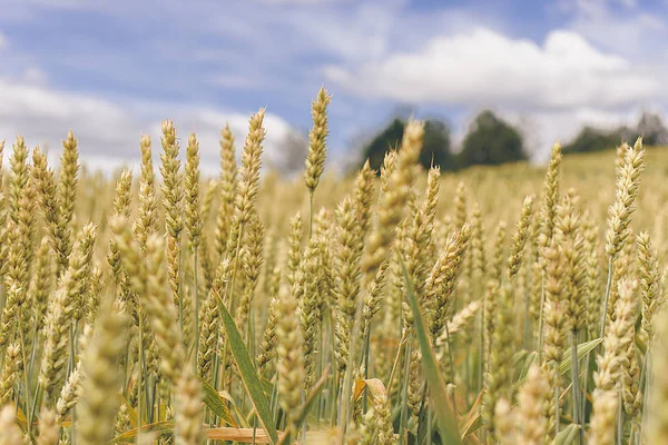 Wheat field. Yellow-green ears of ripe wheat. — 스톡 사진