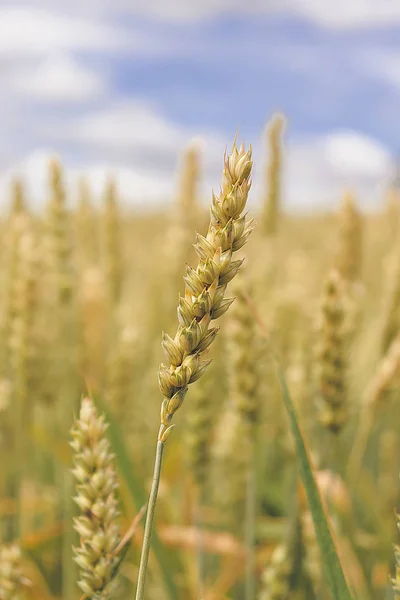 Wheat field. Yellow-green ears of ripe wheat. — 스톡 사진