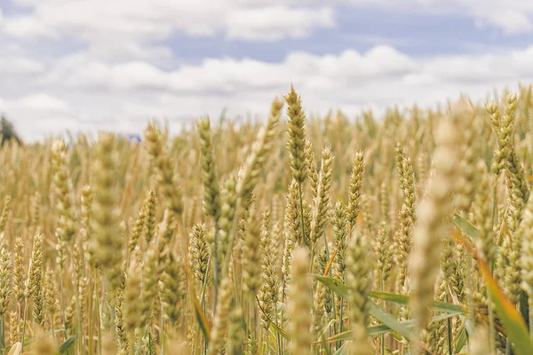 Wheat field. Yellow-green ears of ripe wheat. — 스톡 사진