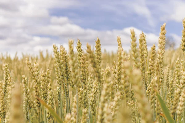 Wheat field. Yellow-green ears of ripe wheat. — 스톡 사진