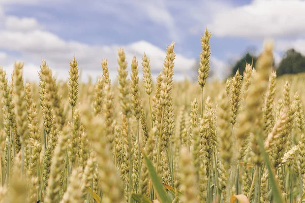 Wheat field. Yellow-green ears of ripe wheat. — 스톡 사진