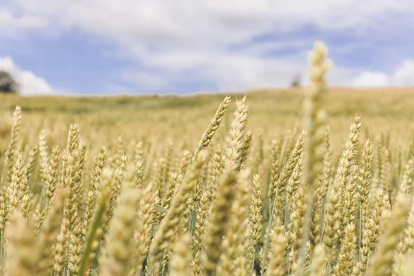 Wheat field. Yellow-green ears of ripe wheat. — 스톡 사진