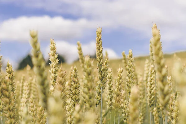 Wheat field. Yellow-green ears of ripe wheat. — 스톡 사진