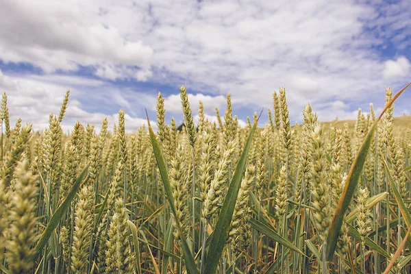 Wheat field. Yellow-green ears of ripe wheat. — 스톡 사진