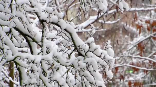 Silne Wiatry Śnieżyca Kołyszą Ośnieżone Gałęzie Drzew Zamrożone Zimowych Drzewach — Wideo stockowe