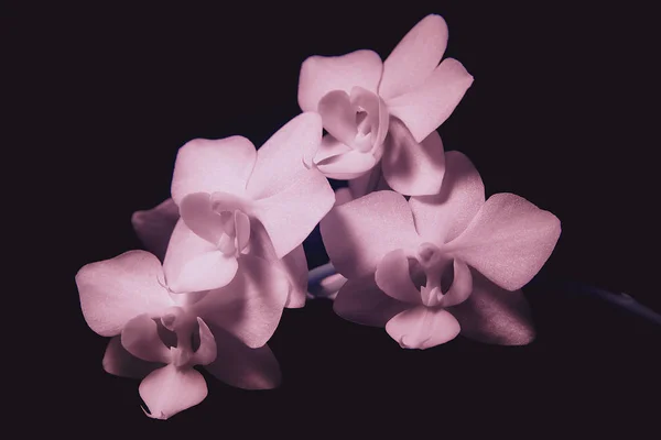 Orquídea em raios invisíveis. Flores infravermelhas de Phalaenopsis . — Fotografia de Stock