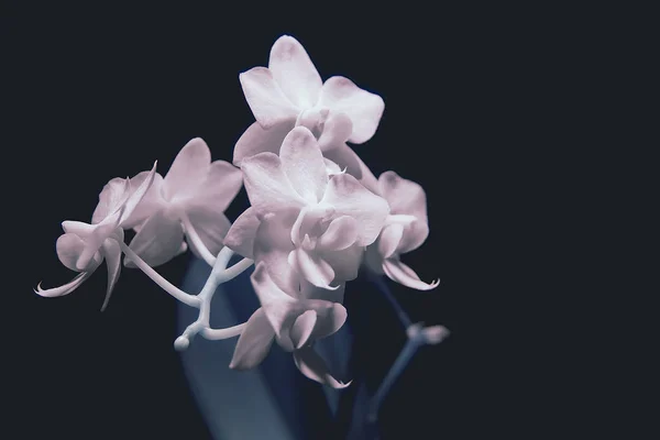 在看不见的光线中的兰花。 红凤尾草花. — 图库照片