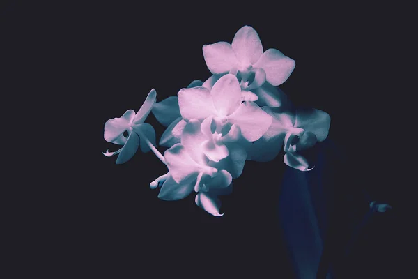 Orquídea em raios invisíveis. Flores infravermelhas de Phalaenopsis . — Fotografia de Stock