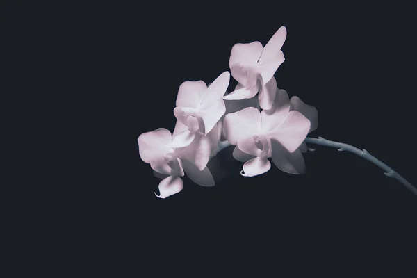 Orchid in invisible rays. Infrared Phalaenopsis flowers. — Stock Photo, Image
