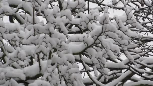 Silne Wiatry Śnieżyca Kołyszą Ośnieżone Gałęzie Drzew Zamrożone Zimowych Drzewach — Wideo stockowe