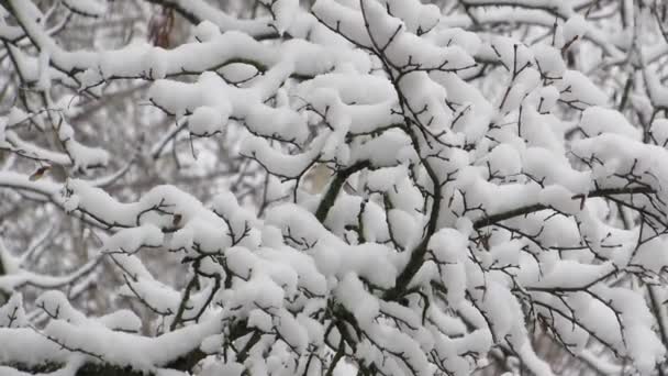 Silne Wiatry Śnieżyca Kołyszą Ośnieżone Gałęzie Drzew Zamrożone Zimowych Drzewach — Wideo stockowe