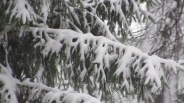 Silne Wiatry Śnieżyca Kołyszą Ośnieżone Gałęzie Drzew Zamrożone Zimowych Drzewach — Wideo stockowe