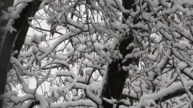 Şiddetli rüzgarlar ve kar fırtınası ağaçların karla kaplı dallarını sallıyor. Parktaki kış ağaçlarında dondum..