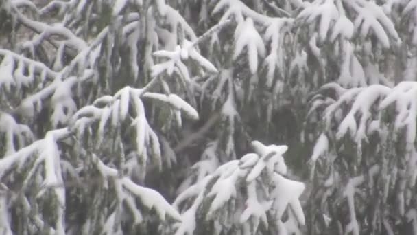強風と吹雪が雪に覆われた木々の枝を揺らしています 公園内の冬の木々が凍る — ストック動画
