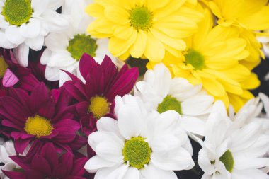 Parlak bir buket gerbera, bahar havası yaratıyor. Çok renkli Gerbera çiçeklerinin arka planı.