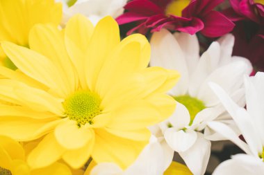 Parlak bir buket gerbera, bahar havası yaratıyor. Çok renkli Gerbera çiçeklerinin arka planı.
