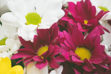 Parlak bir buket gerbera, bahar havası yaratıyor. Çok renkli Gerbera çiçeklerinin arka planı.