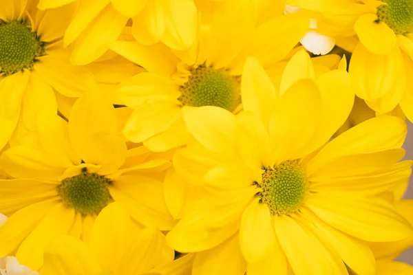 Buquê Brilhante Gerberas Criando Clima Primavera Fundo Das Flores Gerbera — Fotografia de Stock