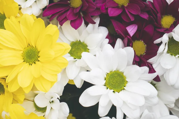 Parlak bir buket gerbera, bahar havası yaratıyor. Çok renkli Gerbera çiçeklerinin arka planı.