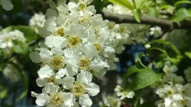 Rüzgarda dalgalanan kiraz dalları. Hızlı açan bahar parkından yeşillenmiş ve beyazlamış..