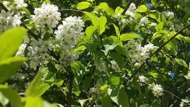 Rüzgarda dalgalanan kiraz dalları. Hızlı açan bahar parkından yeşillenmiş ve beyazlamış..