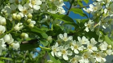 Rüzgarda dalgalanan kiraz dalları. Hızlı açan bahar parkından yeşillenmiş ve beyazlamış..