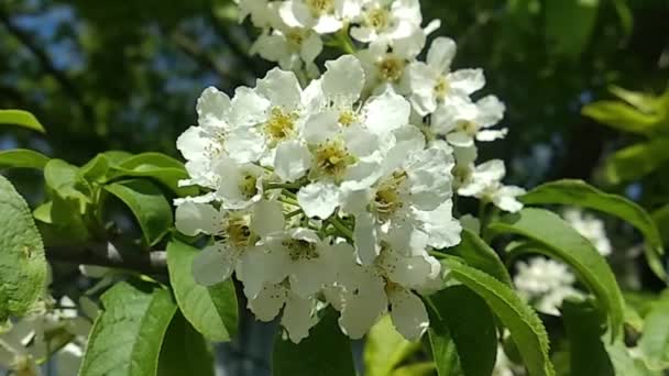 Branches Cherry Branches Fluttering Wind Greened Whitened Rapid Flowering Spring — Stock Video