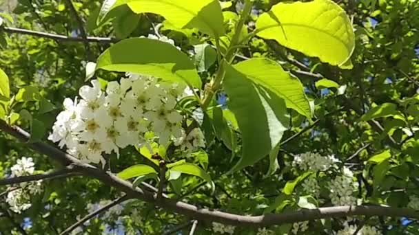 風になびく桜の枝 急速に開花する春の公園から緑と白 — ストック動画