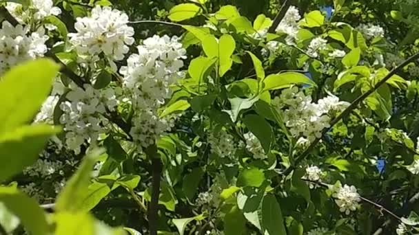 樱桃枝在风中飘扬 在繁茂的春天公园里 绿意盎然 白发苍苍 — 图库视频影像