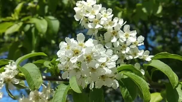 Cseresznyefa Ágak Röpködnek Szélben Zöldítve Fehérítve Gyorsan Virágzó Tavaszi Parkból — Stock videók