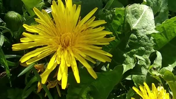 相机在明亮的黄色蒲公英上飞舞 草绿色中的黄色蒲公英 公园的春绿 — 图库视频影像