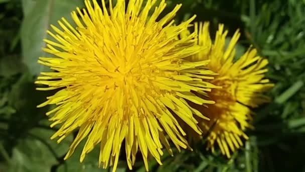 相机在明亮的黄色蒲公英上飞舞 草绿色中的黄色蒲公英 公园的春绿 — 图库视频影像