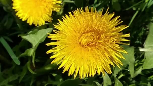 Voo Câmera Sobre Dente Leão Amarelo Brilhante Dandelion Amarelo Verdes — Vídeo de Stock