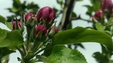 Beyaz-pembe çiçek açan elma çiçekleri. Parlak renklerle parıldayan canlı bir bahar bahçesi..