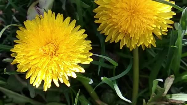 Vlucht Van Camera Een Felgele Paardebloem Gele Paardebloem Grasgroen Voorjaarsgroen — Stockvideo