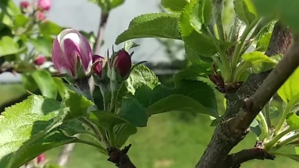 白色粉红开花的苹果花 一个充满生机的春天花园 明亮的色彩闪烁着光芒 — 图库视频影像