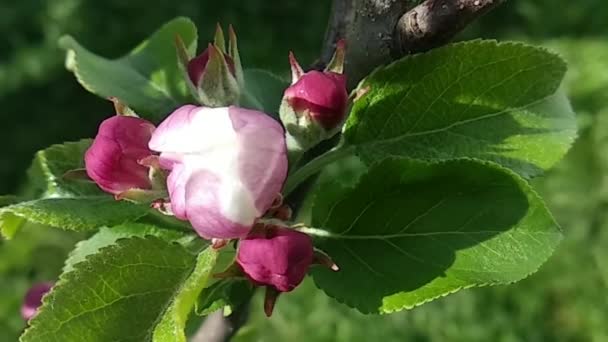 白桃色の花を咲かせます 鮮やかな色で輝く活気のある春の庭 — ストック動画