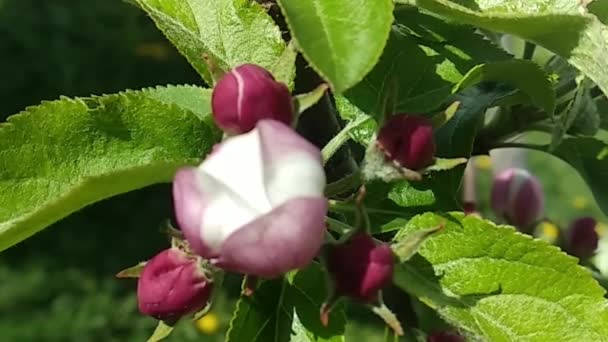 Wit Roze Bloeiende Appelbloesems Een Levendige Lentetuin Stralend Met Felle — Stockvideo