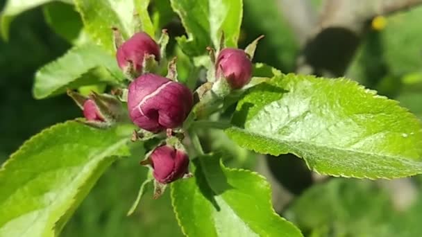 Beyaz Pembe Çiçek Açan Elma Çiçekleri Parlak Renklerle Parıldayan Canlı — Stok video