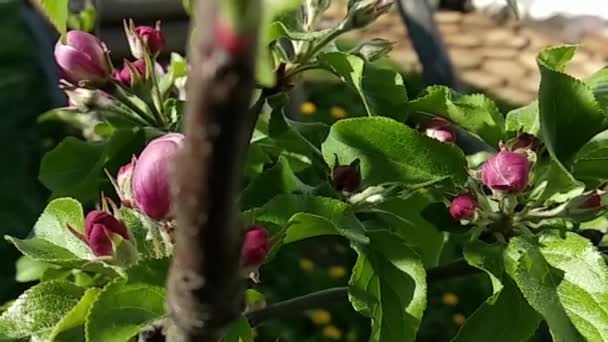 Flores Manzana Florecientes Color Blanco Rosado Animado Jardín Primavera Que — Vídeos de Stock