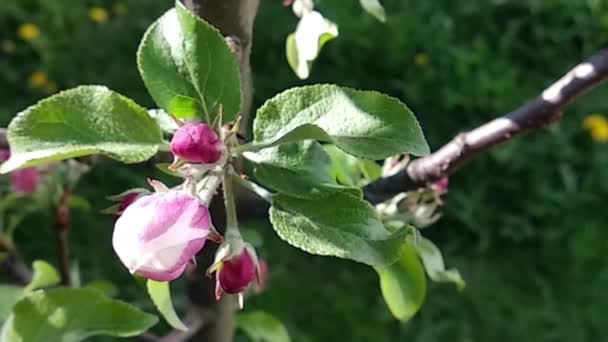 Vitrosa Blommande Äppelblommor Livlig Vårträdgård Strålande Med Klara Färger — Stockvideo