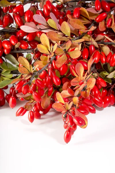 小檗小树枝的白色背景上的红色浆果. — 图库照片