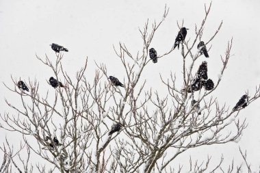 Kışın bir ağaçta oturuyor rooks sürüsü