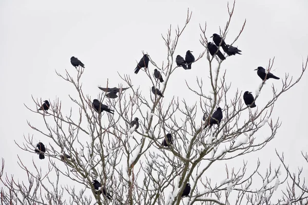 Kışın bir ağaçta oturuyor rooks sürüsü — Stok fotoğraf