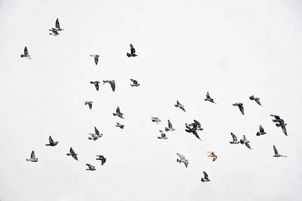 Stado gołębi w lotach w śnieżycy Obraz Stockowy
