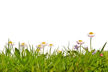 Papatya ve menekşe ile çim