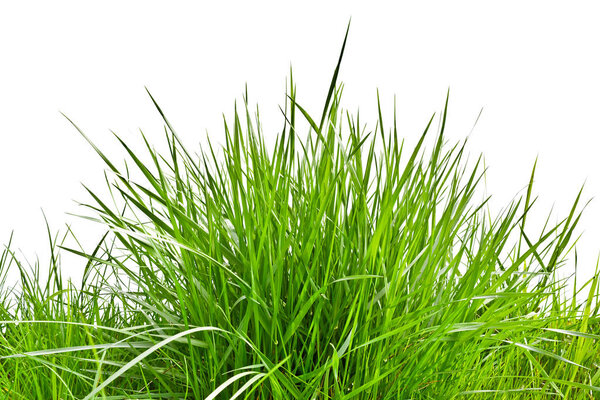 Clump of fresh spring grass